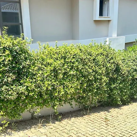 Villamonda فيلة *